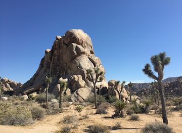 california/joshua-tree-national-park/attraction/quail-springs-picnic-area