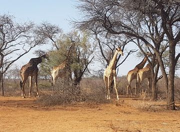 south-africa/bushveld/attraction/sondela-nature-reserve-spa-bela-bela