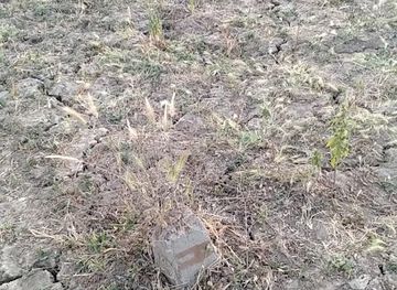 cameroon/garoua/attraction/premier-champ-olivier-dans-le-nord