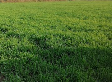 pakistan/sialkot/attraction/bhatti-farm-house-dera