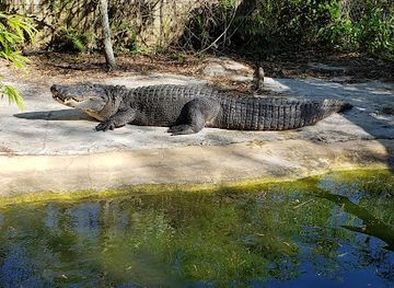 florida/tampa-bay-area/attraction/croc-encounters