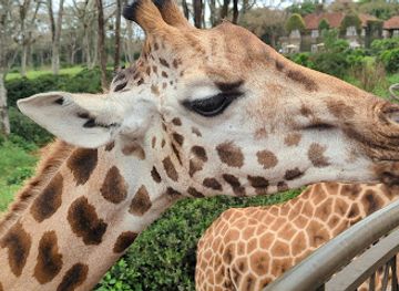 kenya/mount-kenya-region/attraction/giraffe-centre