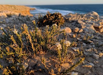 australia/eyre-peninsula/attraction/needle-eye-lookout