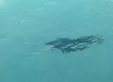 maldives/gaafu-dhaalu-atoll/attraction/shark-point