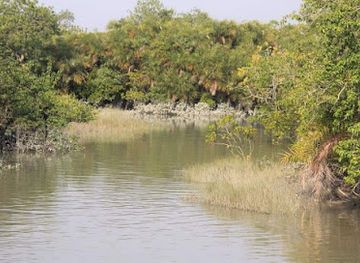 india/sundarbans/attraction/kalas-camp