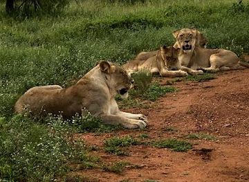 south-africa/johannesburg/attraction/big6-safaris