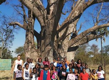zambia/victoria-falls/attraction/the-big-tree