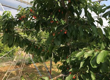 japan/yamanashi/attraction/kubota-en