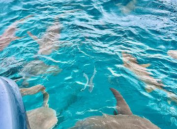 maldives/alimatha-island/attraction/dhiggiri-shark-point