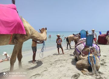 libya/surt-desert/attraction/greater-flamingo-island