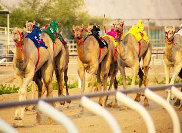 united-arab-emirates/ajman/attraction/dubai-royal-camel-racing-club