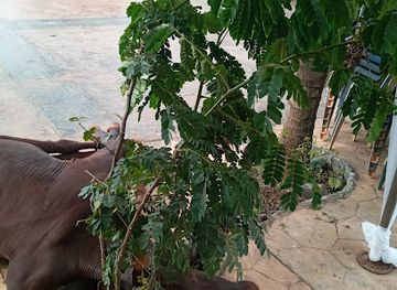 nigeria/ogbunike-caves/attraction/nnobi-park