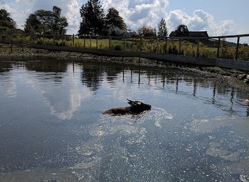 new-york/southern-tier/attraction/animal-adventure-park