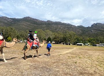 australia/the-grampians/attraction/grampians-camel-rides