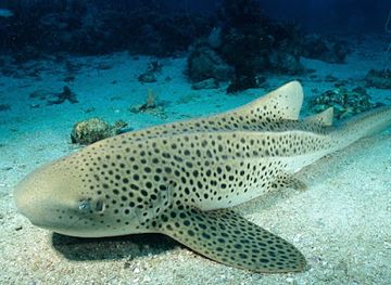 maldives/meemu-atoll/attraction/leopard-reef