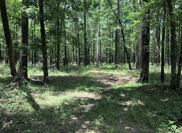 mississippi/the-flatwoods/attraction/bienville-national-forest