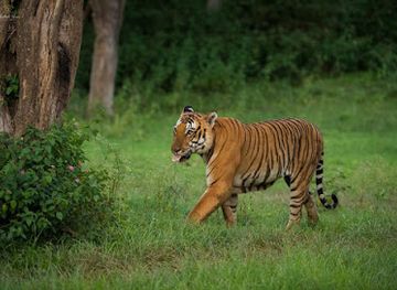 india/south-india/attraction/bandipur-national-park