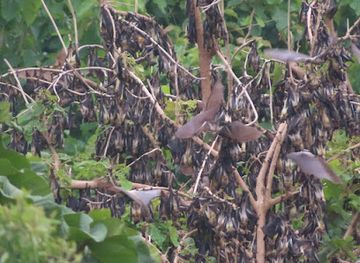 togo/oti-river-valley/attraction/valley-of-bats