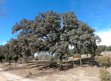 spain/castile-la-mancha/attraction/encina-del-albinar