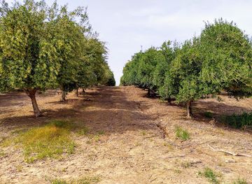 israel/shephelah/attraction/crab-spring