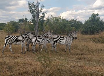 zambia/kafue-national-park/attraction/south-luangwa-national-park