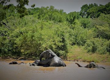 sri-lanka/bundala-national-park/attraction/bundala-birds-park-tour-with-chaminda