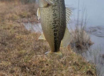 mississippi/the-black-prairie/attraction/black-prairie-wildlife-area