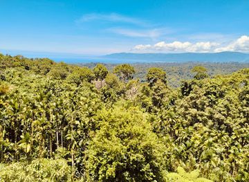 solomon-islands/tulagi/attraction/ferafolia-forest-deck