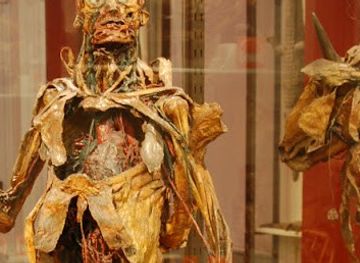 spain/madrid/attraction/museum-of-anatomy-javier-puerta