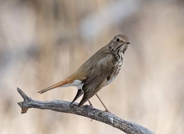 arizona/coronado-national-forest/attraction/cottonwood-gallery