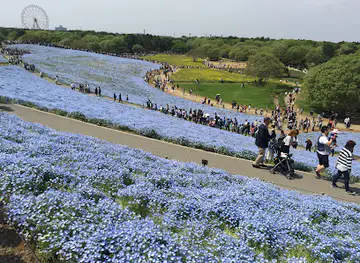 Miharashi no Sato (Field of Miharashi Village)