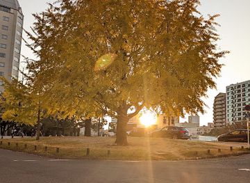 japan/hiroshima-countryside/attraction/big-ginkgo-tree
