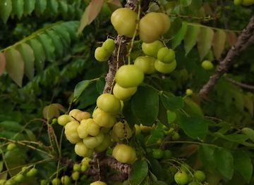 sri-lanka/north-central-province/attraction/ali