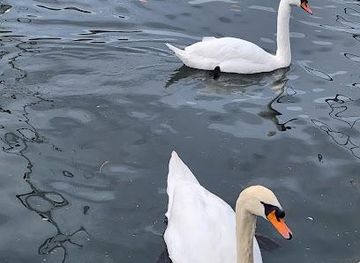 switzerland/lucerne/attraction/lake-zurich