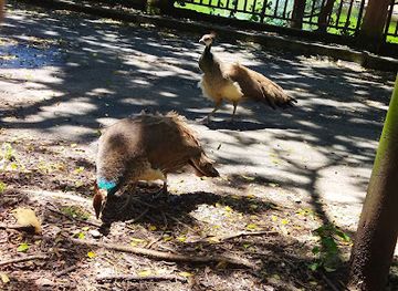 south-africa/east-london/attraction/queens-park-zoo-gardens