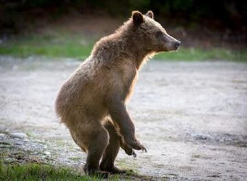 mississippi/jackson/attraction/grizzly-country-wildlife-adventures