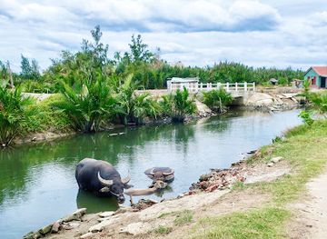 vietnam/hoi-an-ancient-town/attraction/cam-thanh-rice-fields