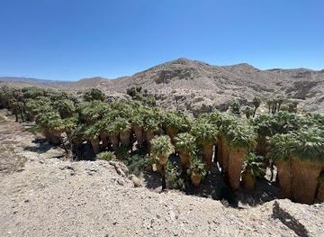 california/joshua-tree/attraction/coachella-valley-preserve