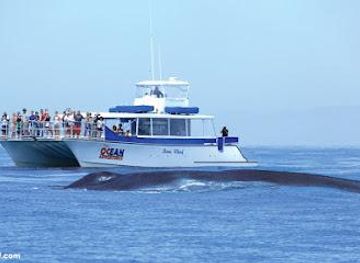 california/anaheim/attraction/dana-wharf-sportfishing-whale-watching-dana-point
