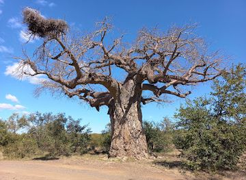 south-africa/kruger-national-park/attraction/von-wielligh-s-baobab