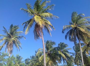 brazil/jericoacoara/attraction/sitio-dos-coqueiros
