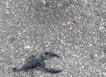 malaysia/taman-negara-national-park/attraction/sungai-yu-eco-viaduct