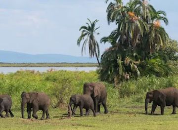 rwanda/akagera-national-park/attraction/plus-250-safaris