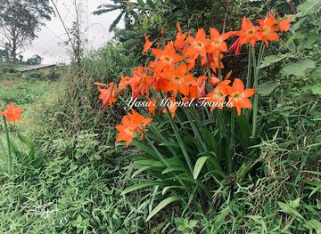 cameroon/banyang-mbo-wildlife-sanctuary/attraction/yasu-tour-marvels