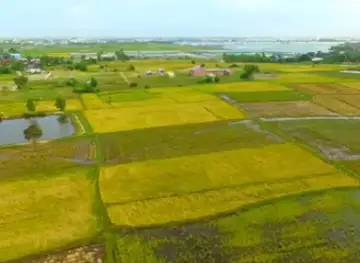 ចំការធូរ៉េននាយមឿនបែបធម្មជាតិ