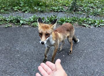 romania/maramures/attraction/pasul-gutinului