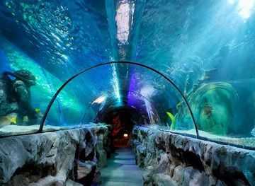 united-kingdom/norwich/attraction/sea-life-great-yarmouth