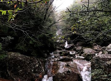 japan/yakushima/attraction/meoto-sugi
