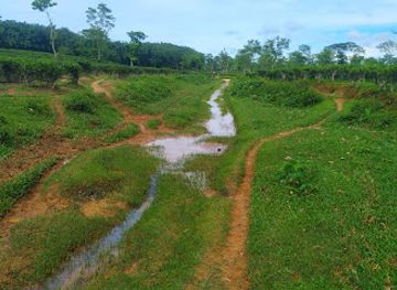 bangladesh/lawachara-national-park/attraction/bharaora-rubber-plantation