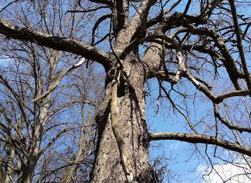 czechia/south-bohemia/attraction/3d-biggest-chestnut-tree-in-the-czech-republic